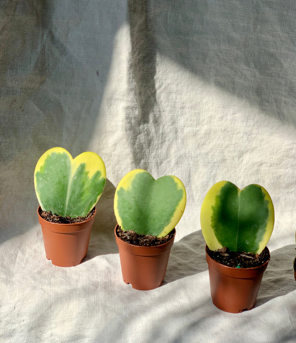 hoya kerri succulent Hoya Kerrii Variegata – Leaves and Loaves Goods