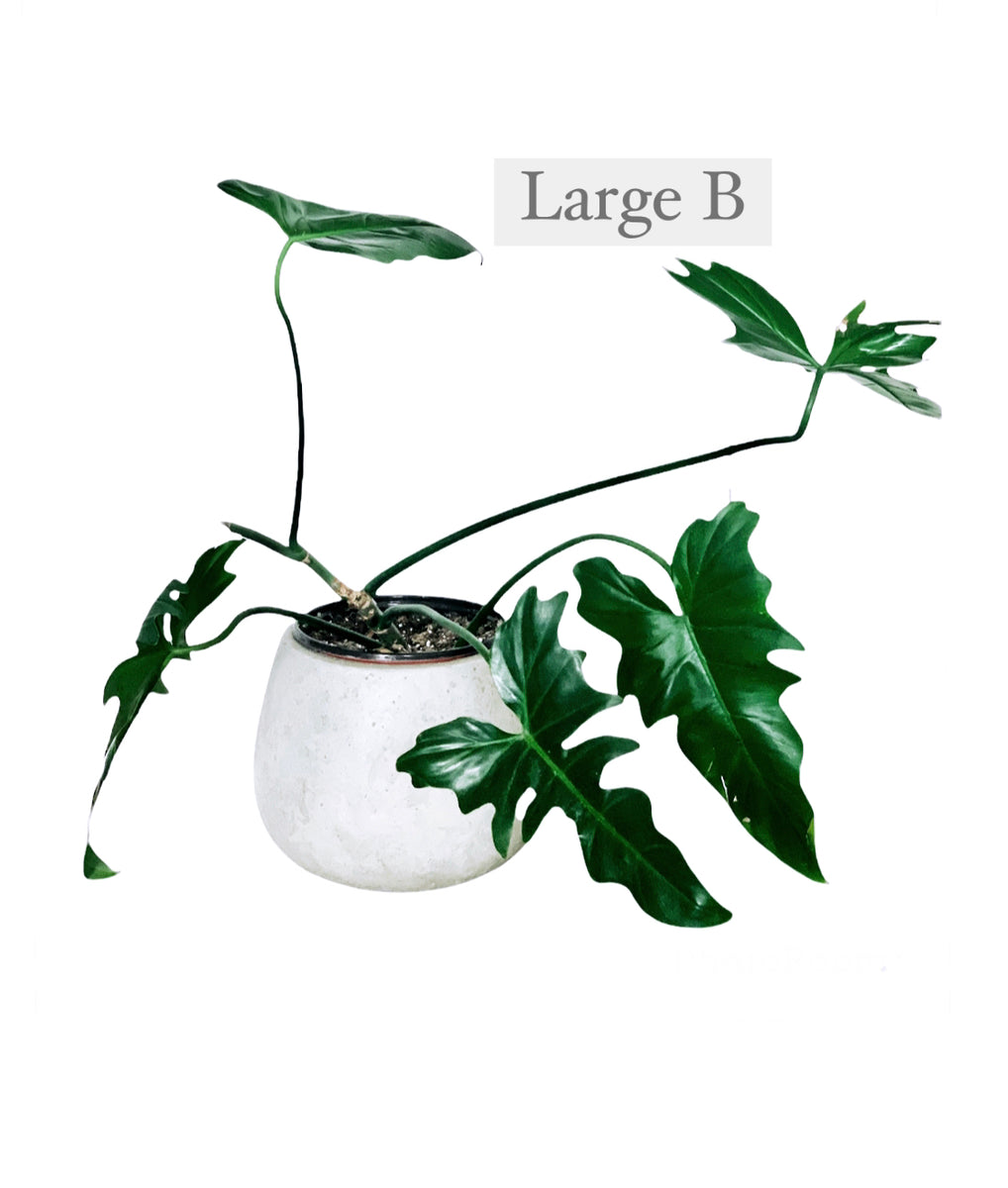 Philodendron Green Dragon