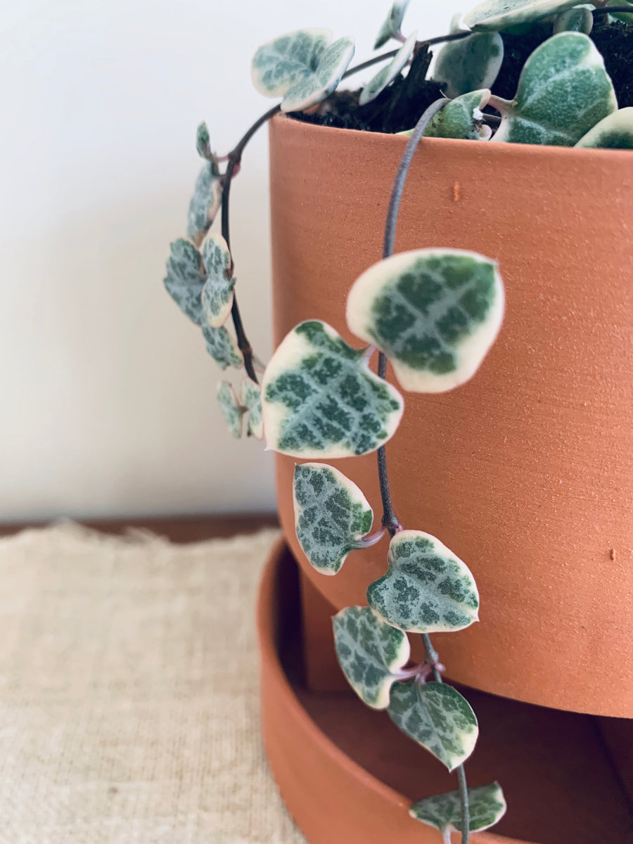 Ceropegia Woodii Variegata / Variegated String of Hearts – Leaves and  Loaves Goods