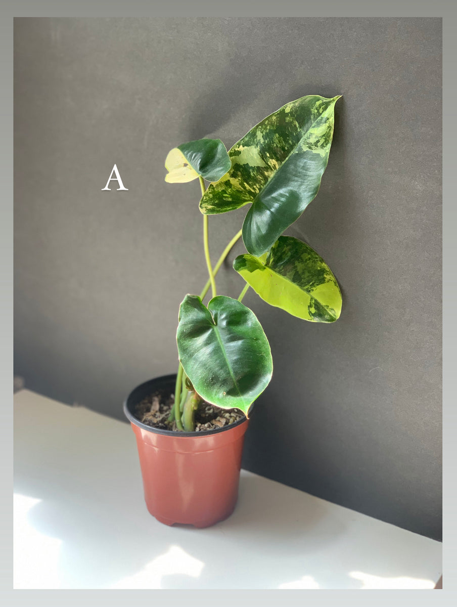 philodendron burle marx care Variegated Philodendron Burle Marx – Leaves and Loaves Goods