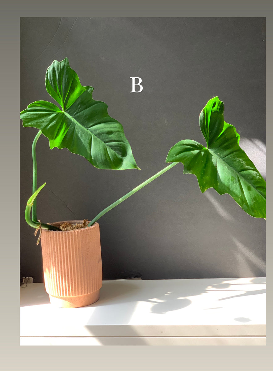 philodendron green dragon scientific name Philodendron Green Dragon
