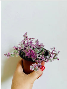 pink panther plant indoor Pink Panther – Leaves and Loaves Goods