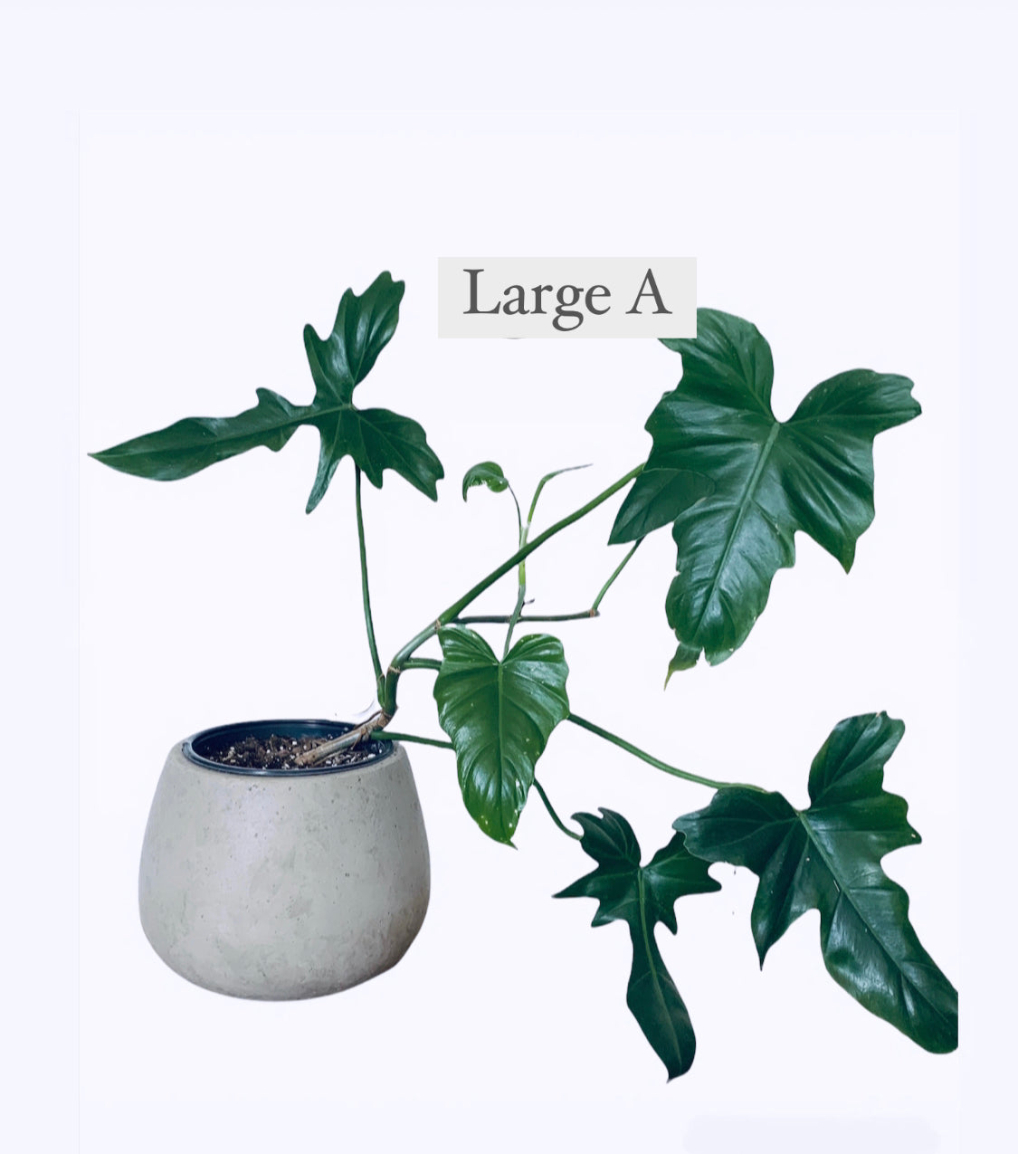 philodendron black dragon Philodendron Green Dragon – Leaves and Loaves Goods