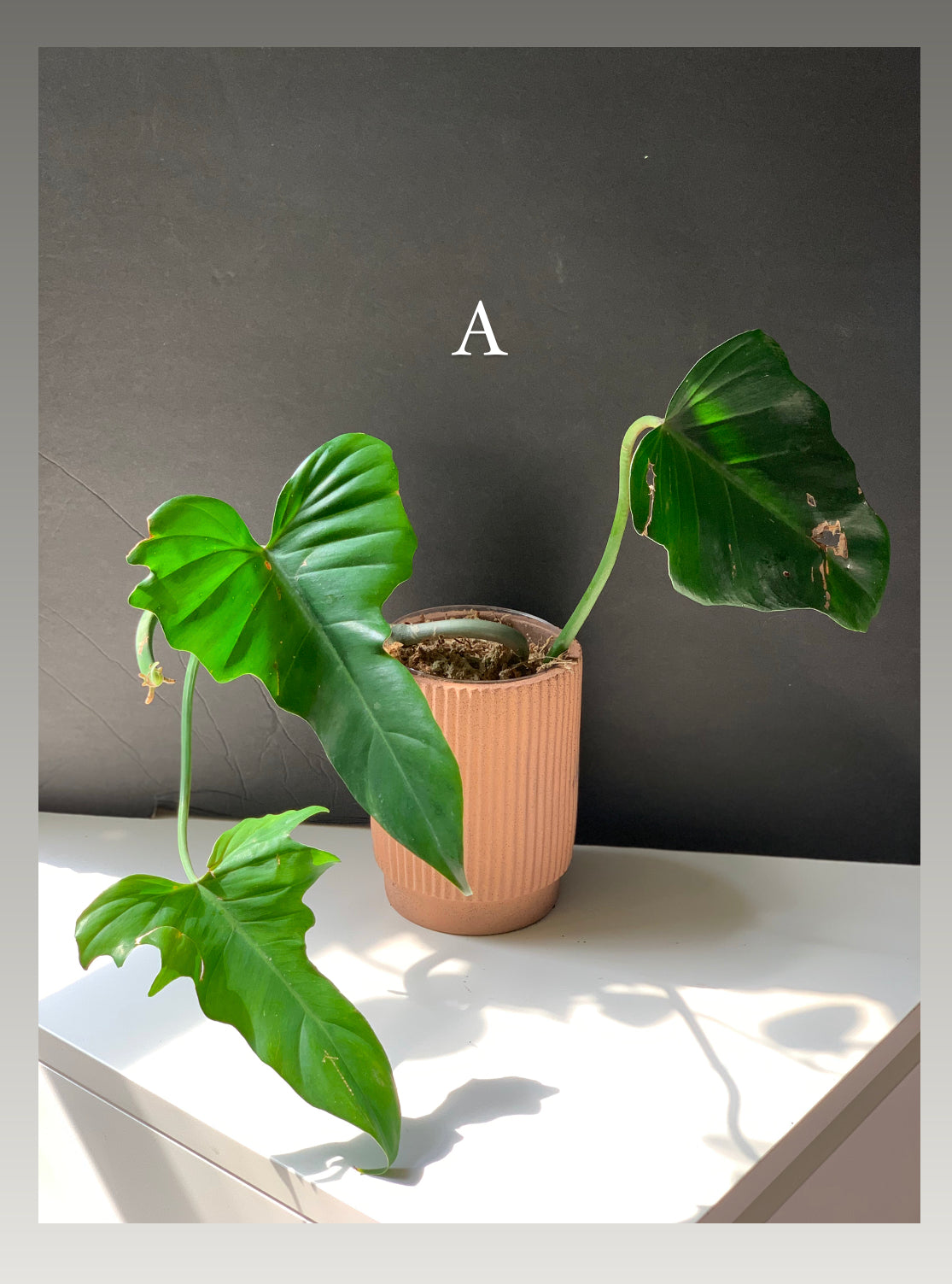philodendron green dragon care Philodendron Green Dragon – Leaves and Loaves Goods