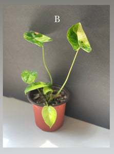 philodendron burle marx for sale Variegated Philodendron Burle Marx – Leaves and Loaves Goods