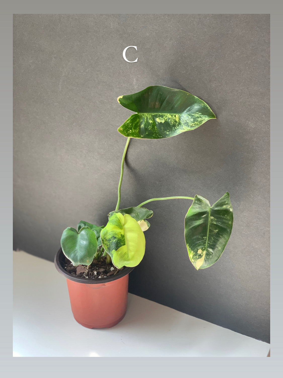 philodendron burle marx price Variegated Philodendron Burle Marx – Leaves and Loaves Goods